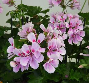 Muškát, pelargonie převislá jednoduchá 'Grand Idols Pink' - Pelargonium peltatum 'Grand Idols Pink'