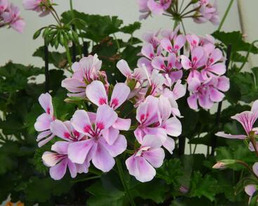 Muškát, pelargonie převislá jednoduchá 'Grand Idols Pink'