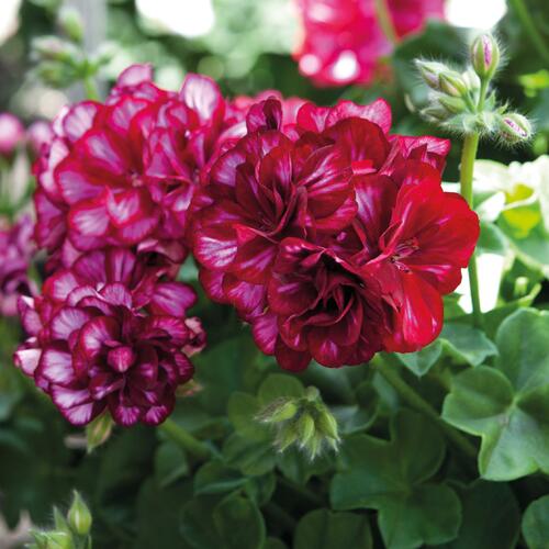 Muškát, pelargonie převislá plnokvětá 'Great Balls Burgundy Blaze' - Pelargonium peltatum 'Great Balls Burgundy Blaze'