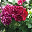 Muškát, pelargonie převislá plnokvětá 'Great Balls Burgundy Blaze' - Pelargonium peltatum 'Great Balls Burgundy Blaze'