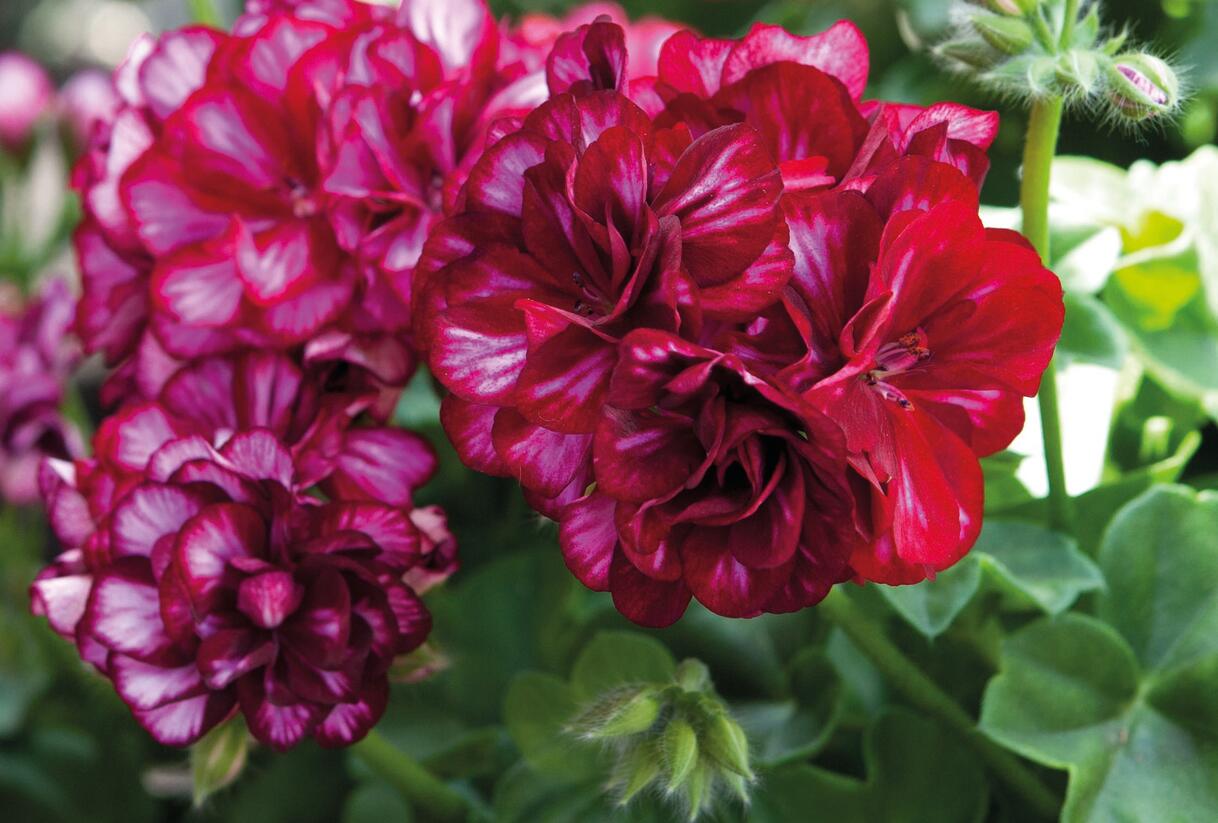 Muškát, pelargonie převislá plnokvětá 'Great Balls Burgundy Blaze' - Pelargonium peltatum 'Great Balls Burgundy Blaze'