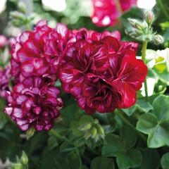 Muškát, pelargonie převislá plnokvětá 'Great Balls Burgundy Blaze' - Pelargonium peltatum 'Great Balls Burgundy Blaze'