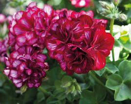 Muškát, pelargonie převislá plnokvětá 'Great Balls Burgundy Blaze'