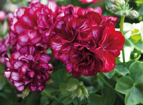 Muškát, pelargonie převislá plnokvětá 'Great Balls Burgundy Blaze' - Pelargonium peltatum 'Great Balls Burgundy Blaze'