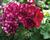 Muškát, pelargonie převislá plnokvětá 'Great Balls Burgundy Blaze'