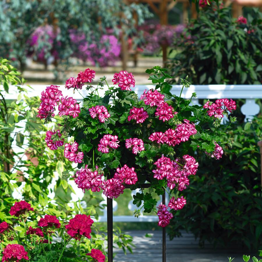 Muškát, pelargonie převislá plnokvětá 'Great Balls Burgundy Blaze' - Pelargonium peltatum 'Great Balls Burgundy Blaze'