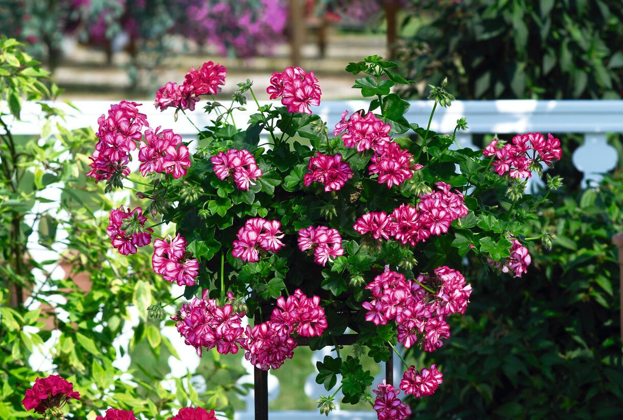 Muškát, pelargonie převislá plnokvětá 'Great Balls Burgundy Blaze' - Pelargonium peltatum 'Great Balls Burgundy Blaze'