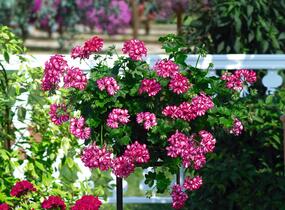 Muškát, pelargonie převislá plnokvětá 'Great Balls Burgundy Blaze' - Pelargonium peltatum 'Great Balls Burgundy Blaze'