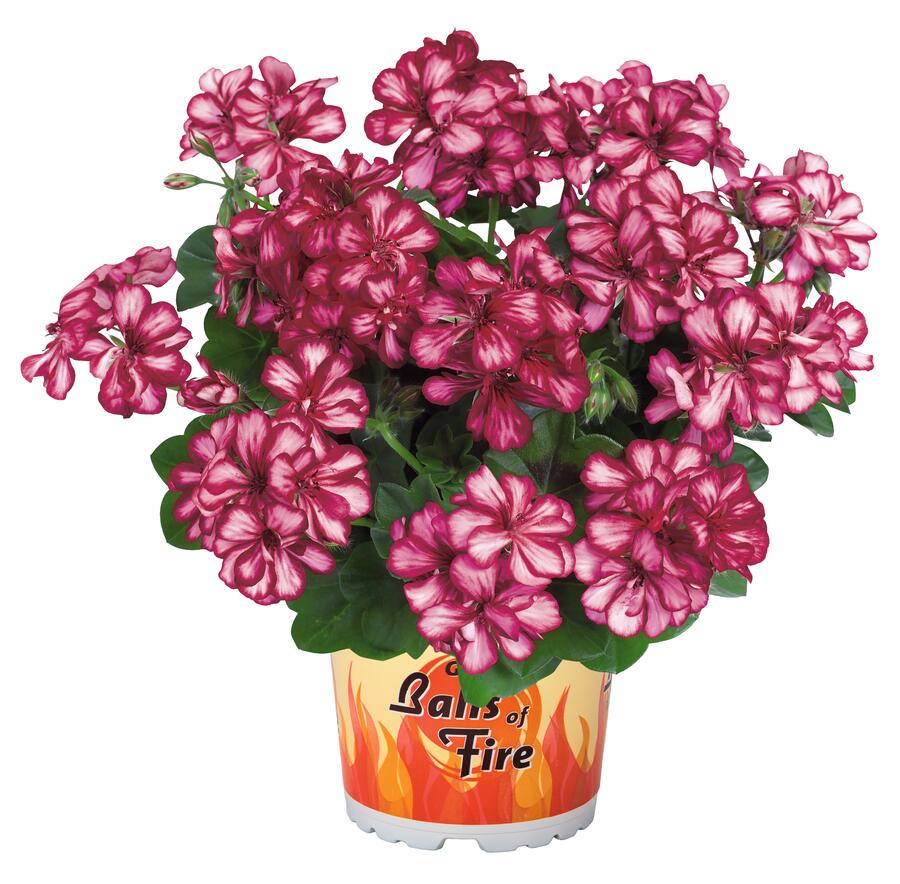 Muškát, pelargonie převislá plnokvětá 'Great Balls Burgundy Blaze' - Pelargonium peltatum 'Great Balls Burgundy Blaze'