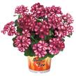 Muškát, pelargonie převislá plnokvětá 'Great Balls Burgundy Blaze' - Pelargonium peltatum 'Great Balls Burgundy Blaze'