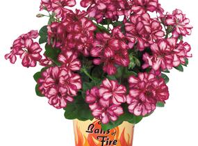 Muškát, pelargonie převislá plnokvětá 'Great Balls Burgundy Blaze' - Pelargonium peltatum 'Great Balls Burgundy Blaze'