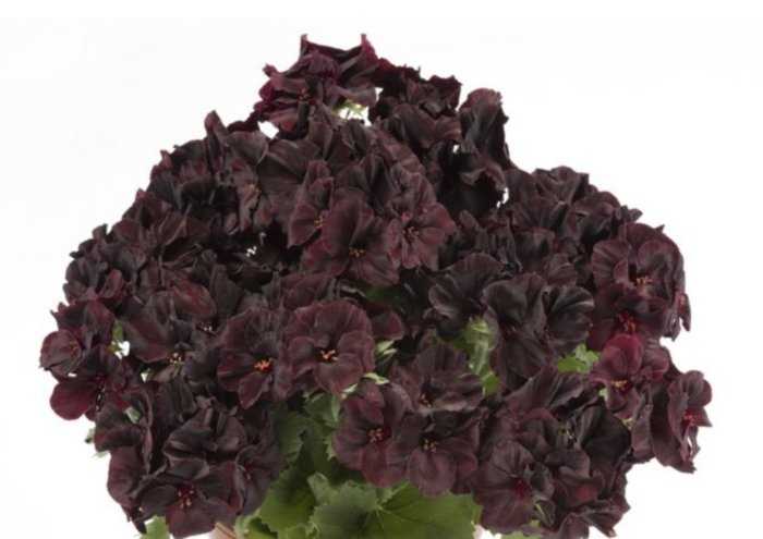 Muškát, pelargonie velkokvětá 'Aristo Black Velvet' - Pelargonium grandiflorum 'Aristo Black Velvet'