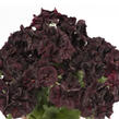Muškát, pelargonie velkokvětá 'Aristo Black Velvet' - Pelargonium grandiflorum 'Aristo Black Velvet'