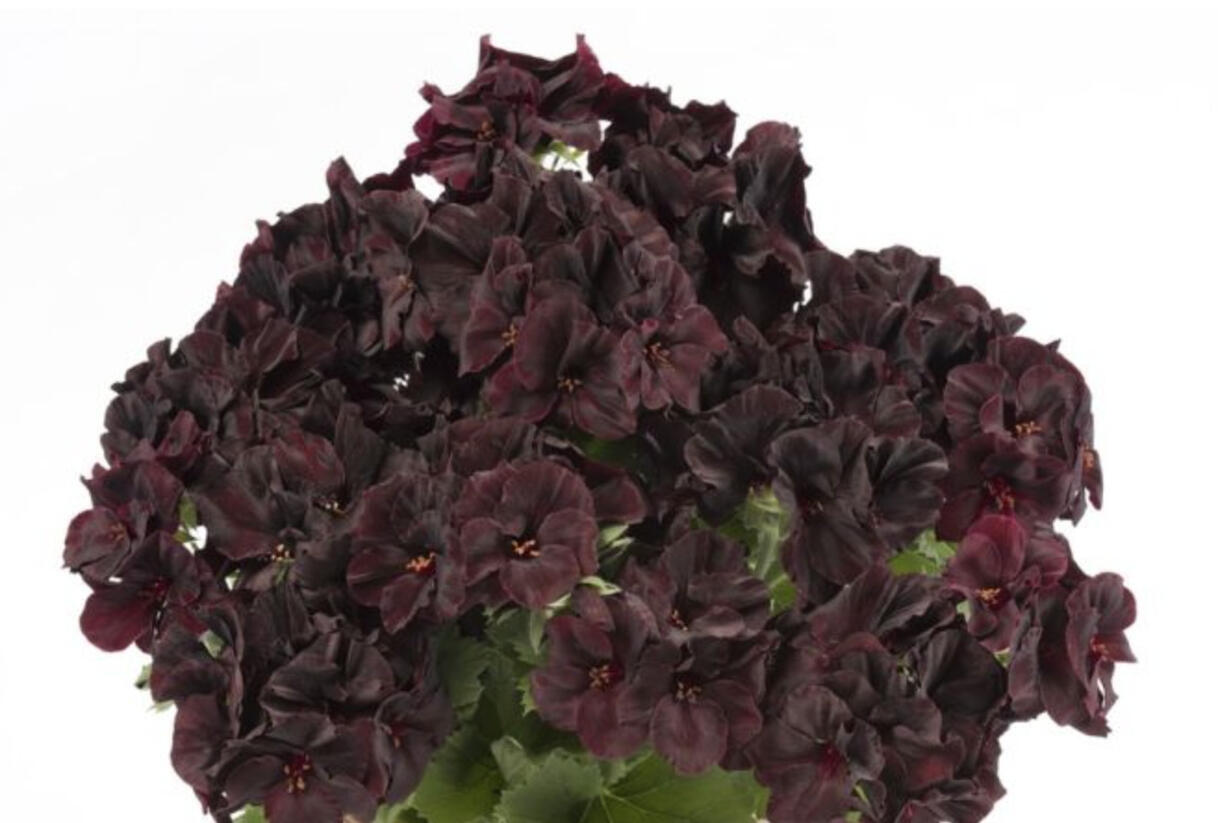 Muškát, pelargonie velkokvětá 'Aristo Black Velvet' - Pelargonium grandiflorum 'Aristo Black Velvet'