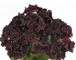 Muškát, pelargonie velkokvětá 'Aristo Black Velvet'