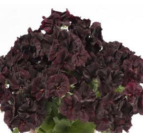 Muškát, pelargonie velkokvětá 'Aristo Black Velvet'