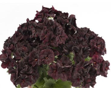 Muškát, pelargonie velkokvětá 'Aristo Black Velvet'