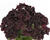 Muškát, pelargonie velkokvětá 'Aristo Black Velvet'