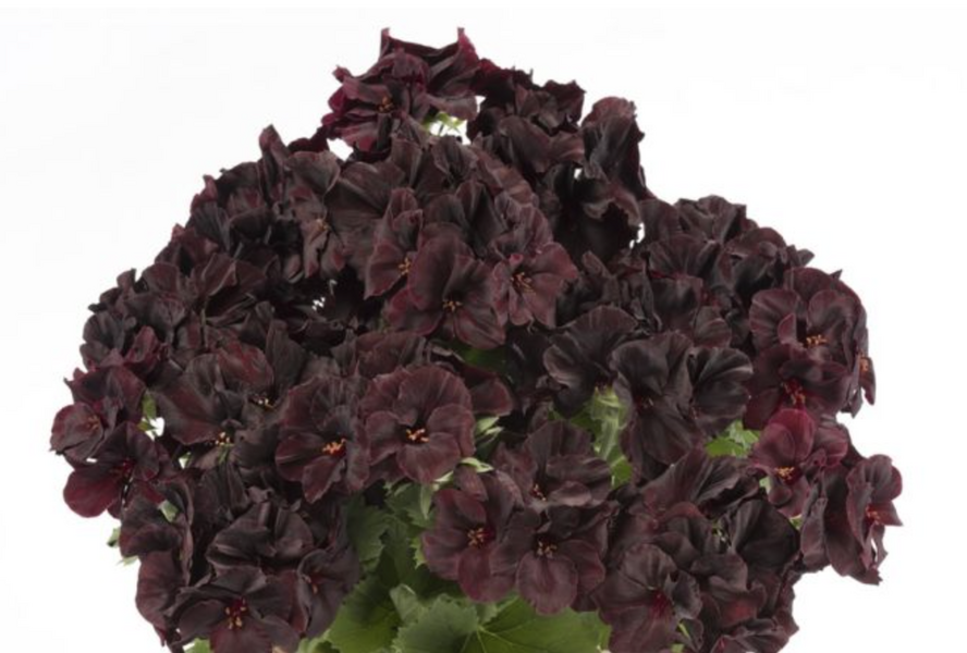 Muškát, pelargonie velkokvětá 'Aristo Black Velvet' - Pelargonium grandiflorum 'Aristo Black Velvet'