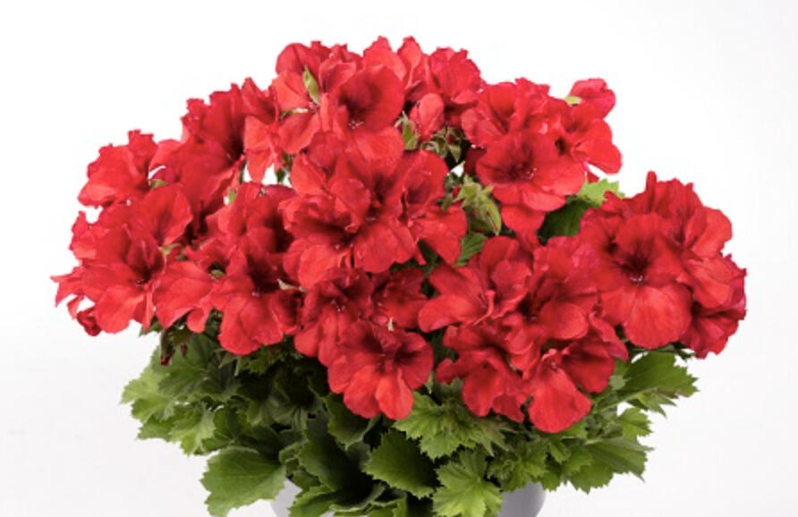 Muškát, pelargonie velkokvětá 'Aristo Bright Red' - Pelargonium grandiflorum 'Aristo Bright Red'