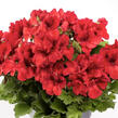 Muškát, pelargonie velkokvětá 'Aristo Bright Red' - Pelargonium grandiflorum 'Aristo Bright Red'