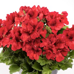Muškát, pelargonie velkokvětá 'Aristo Bright Red' - Pelargonium grandiflorum 'Aristo Bright Red'