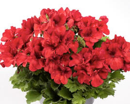 Muškát, pelargonie velkokvětá 'Aristo Bright Red'
