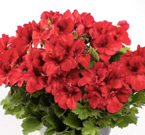 Muškát, pelargonie velkokvětá 'Aristo Bright Red'