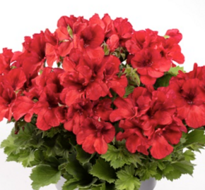 Muškát, pelargonie velkokvětá 'Aristo Bright Red' - Pelargonium grandiflorum 'Aristo Bright Red'