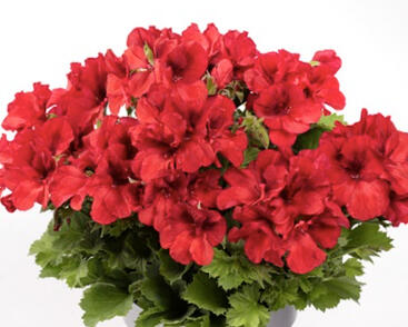 Muškát, pelargonie velkokvětá 'Aristo Bright Red'