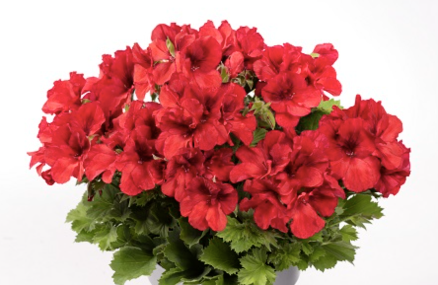 Muškát, pelargonie velkokvětá 'Aristo Bright Red' - Pelargonium grandiflorum 'Aristo Bright Red'
