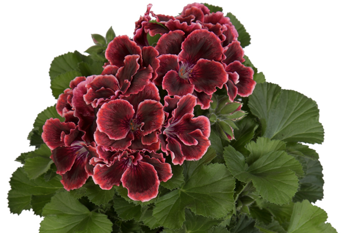 Muškát, pelargonie velkokvětá 'Elegance Adele' - Pelargonium grandiflorum 'Elegance Adele'