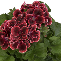 Muškát, pelargonie velkokvětá 'Elegance Adele' - Pelargonium grandiflorum 'Elegance Adele'