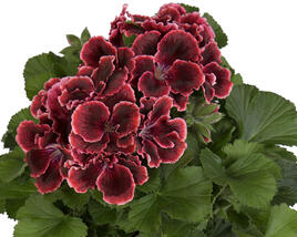 Muškát, pelargonie velkokvětá 'Elegance Adele'