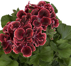 Muškát, pelargonie velkokvětá 'Elegance Adele'