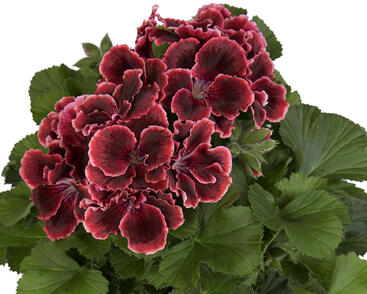 Muškát, pelargonie velkokvětá 'Elegance Adele'