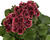 Muškát, pelargonie velkokvětá 'Elegance Adele'