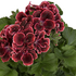 Pelargonium grandiflorum 'Elegance Adelle'.png