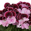 Muškát, pelargonie velkokvětá 'Elegance Jeanette' - Pelargonium grandiflorum 'Elegance Jeanette'