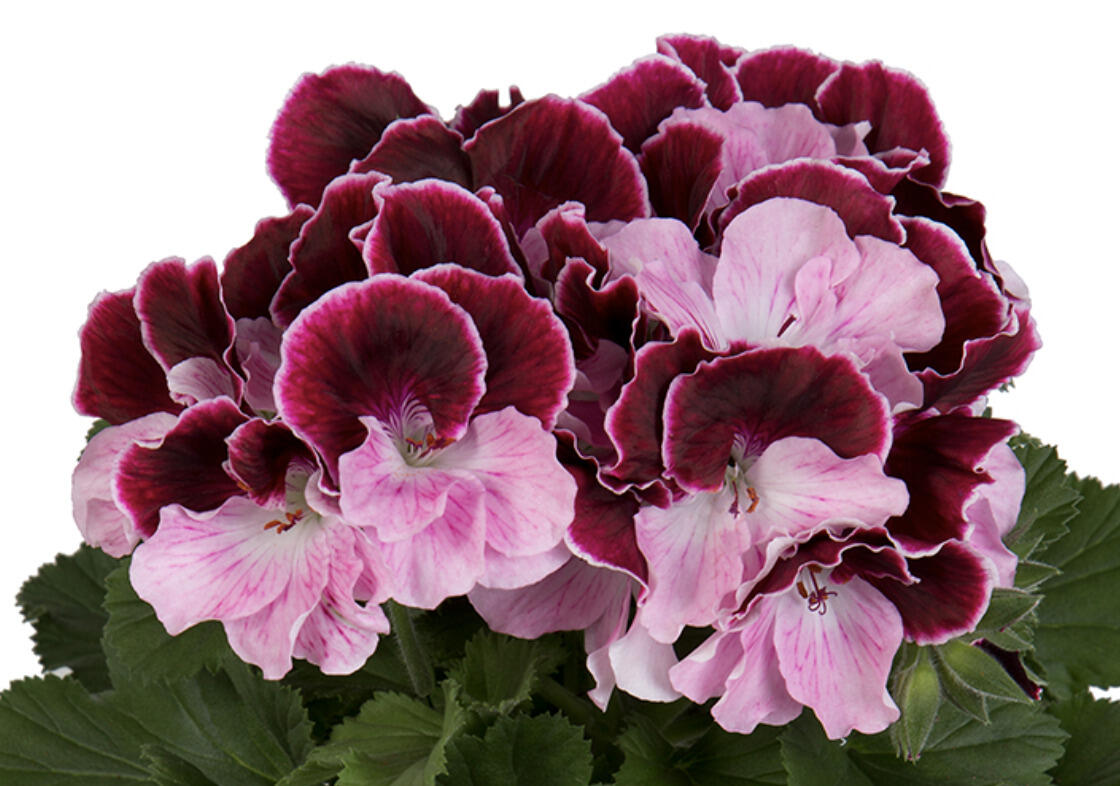 Muškát, pelargonie velkokvětá 'Elegance Jeanette' - Pelargonium grandiflorum 'Elegance Jeanette'