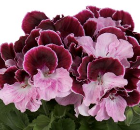 Muškát, pelargonie velkokvětá 'Elegance Jeanette' - Pelargonium grandiflorum 'Elegance Jeanette'