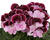 Muškát, pelargonie velkokvětá 'Elegance Jeanette'