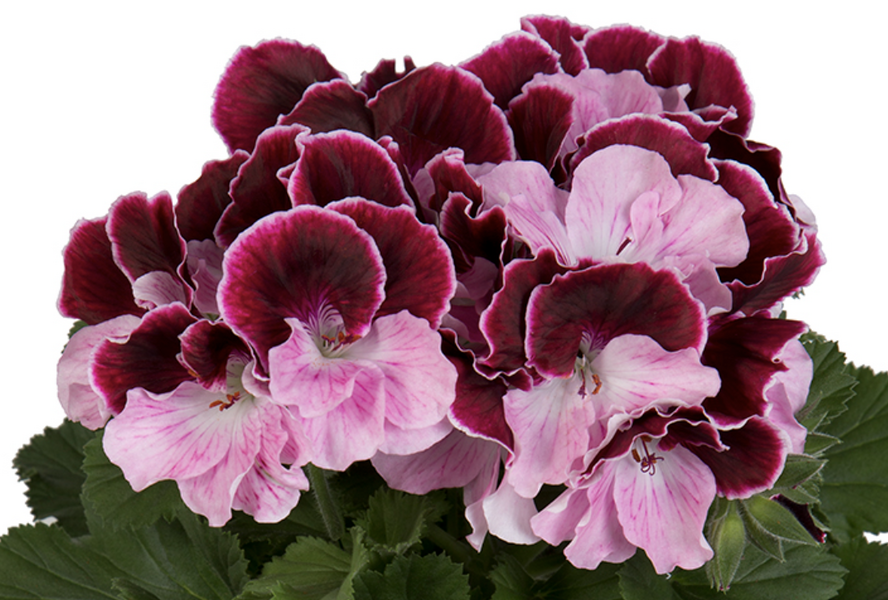 Muškát, pelargonie velkokvětá 'Elegance Jeanette' - Pelargonium grandiflorum 'Elegance Jeanette'