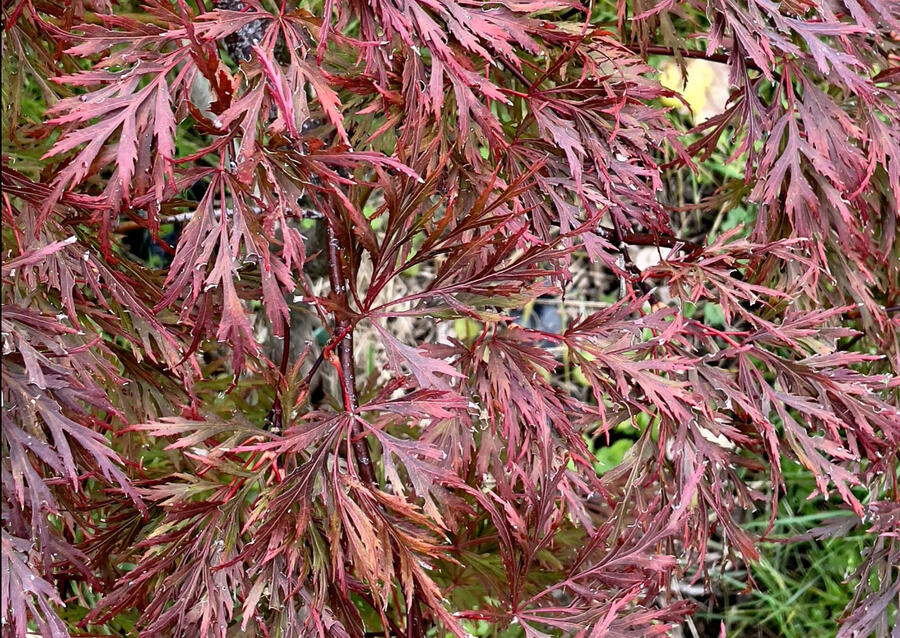 Javor dlanitolistý 'Firecracker' - Acer palmatum 'Firecracker'