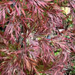 Javor dlanitolistý 'Firecracker' - Acer palmatum 'Firecracker'