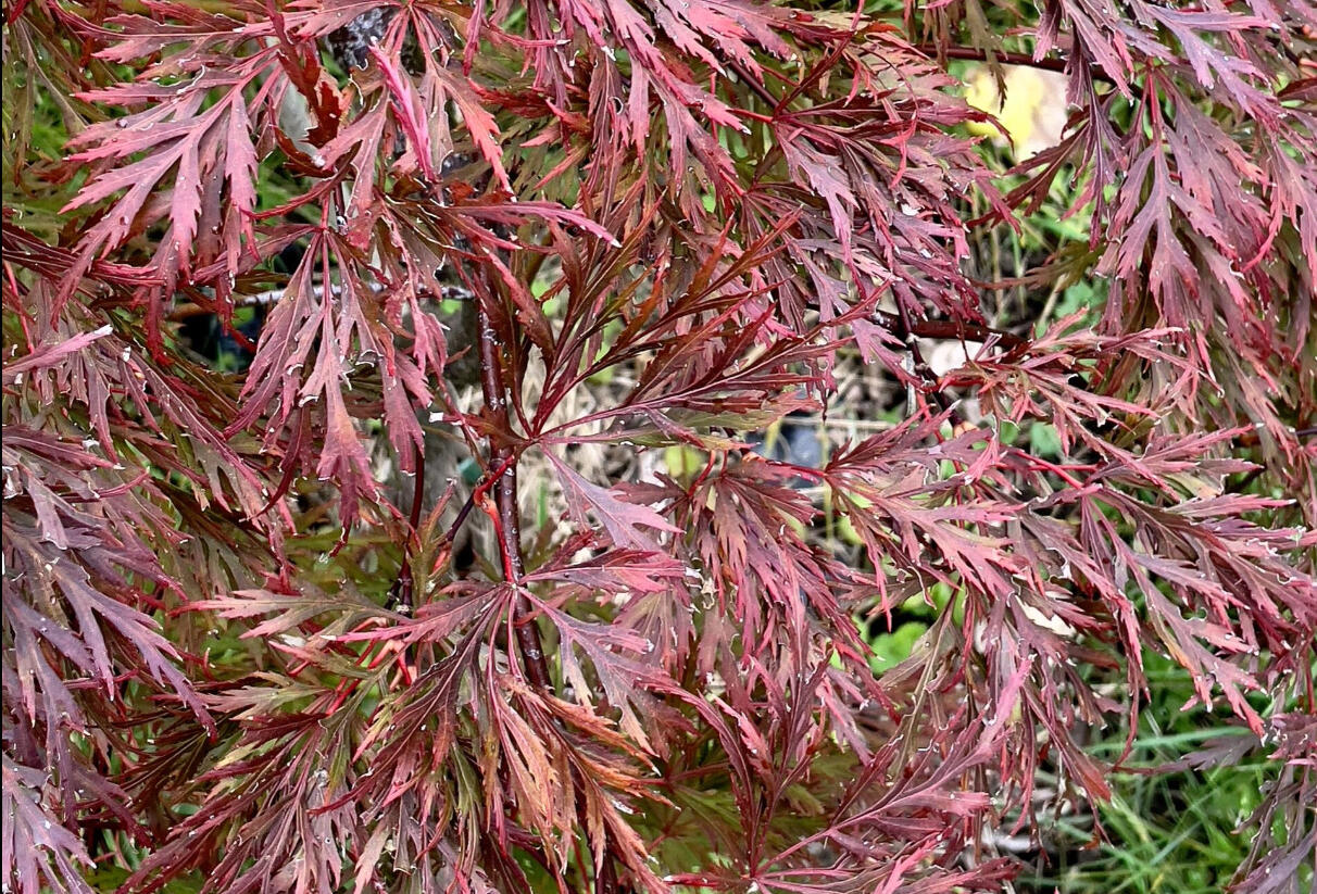 Javor dlanitolistý 'Firecracker' - Acer palmatum 'Firecracker'