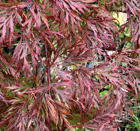 Javor dlanitolistý 'Firecracker' - Acer palmatum 'Firecracker'