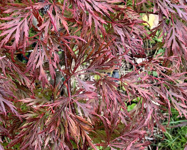 Javor dlanitolistý 'Firecracker'