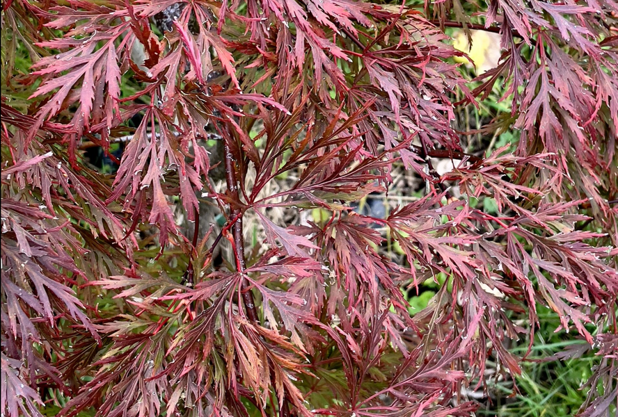 Javor dlanitolistý 'Firecracker' - Acer palmatum 'Firecracker'