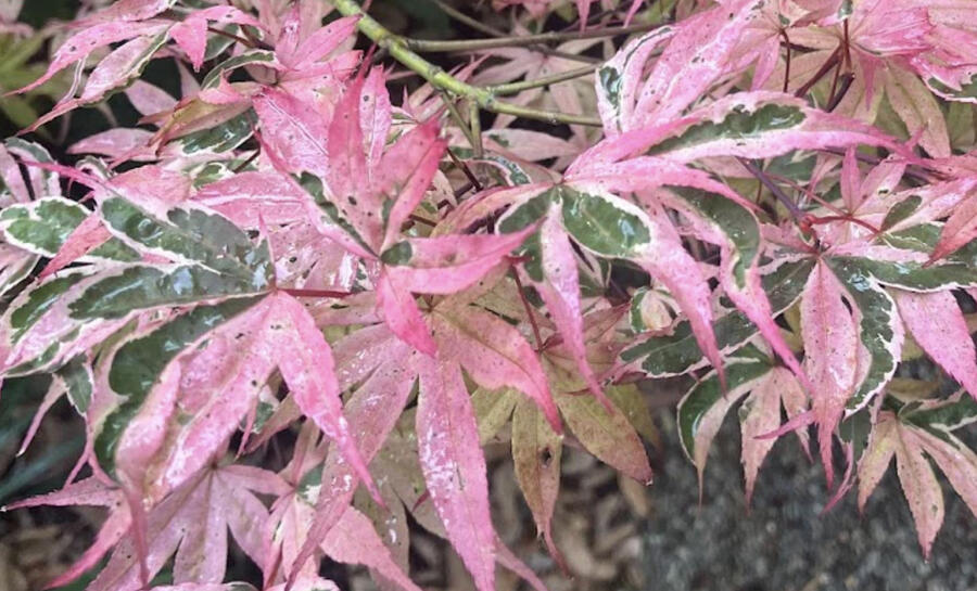 Javor dlanitolistý 'Geisha Gone Wild' - Acer palmatum 'Geisha Gone Wild'